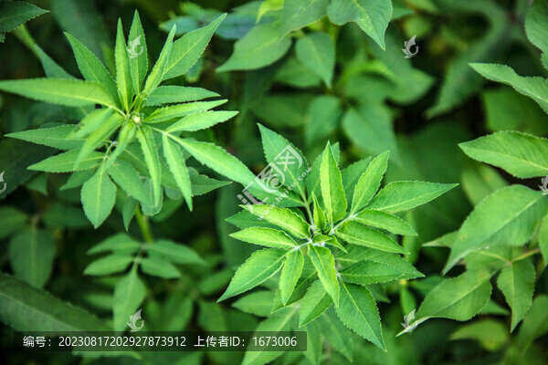 鬼針草