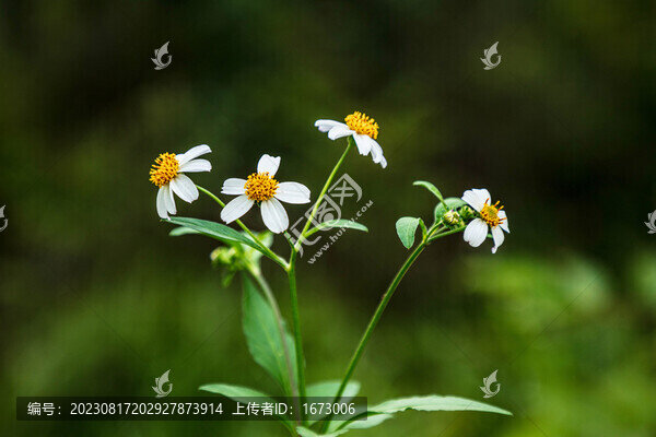 鬼針草