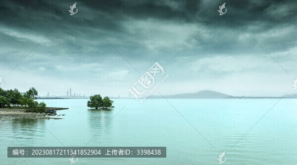深圳灣海水中的紅樹林