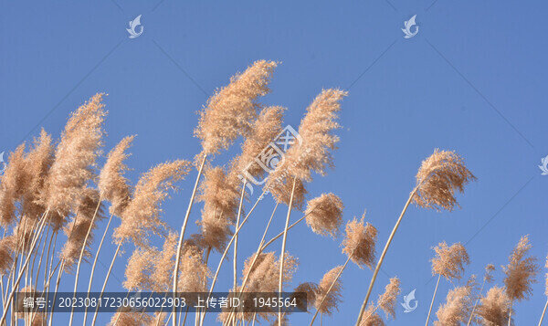 藍天下的蘆葦