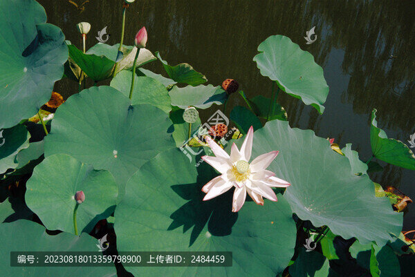 荷花荷葉