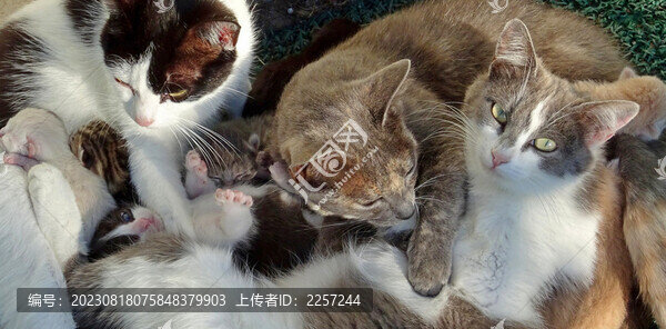 貓咪與喵星人