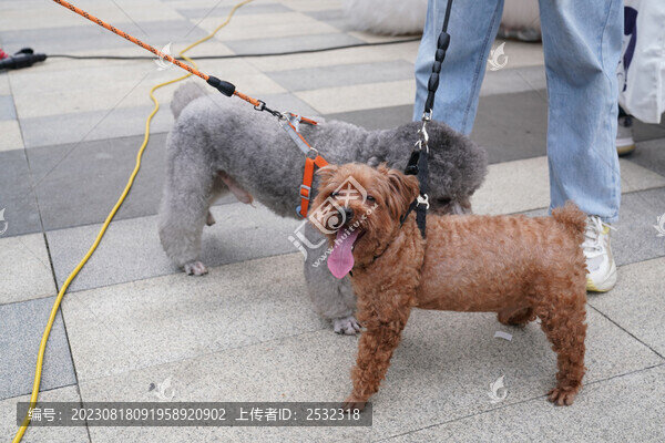 萌寵寵物狗可愛奶狗小型犬