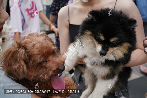 萌寵寵物狗可愛(ài)奶狗小型犬