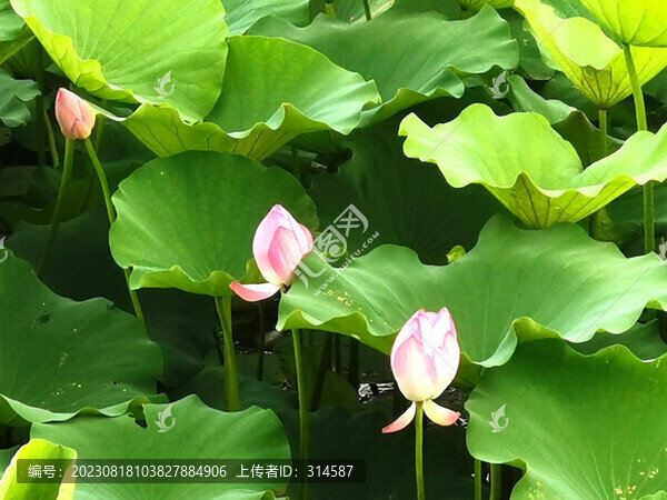 荷花