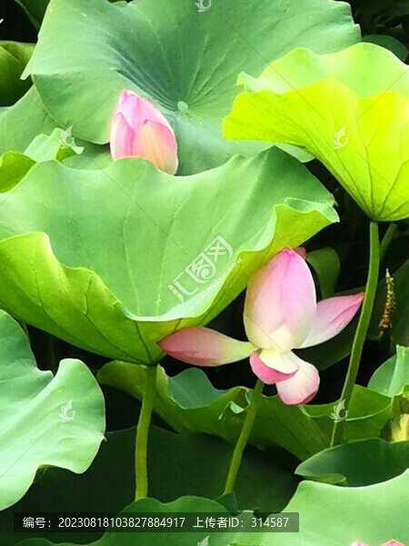 荷花