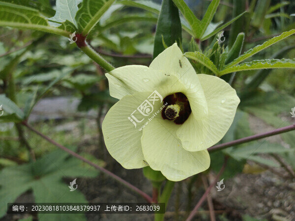 秋葵花