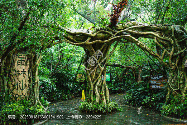 雨林仙蹤