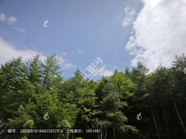 樹(shù)林之上