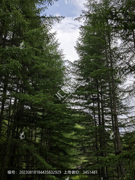 山松