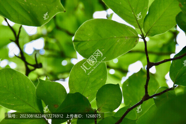 山東泰山風(fēng)光