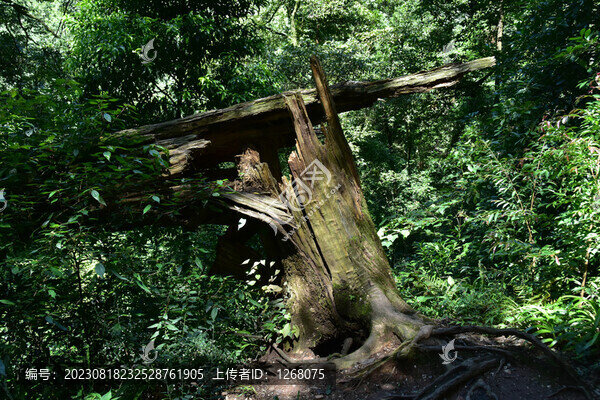 四川青城山問道青城山