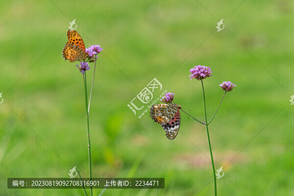 蝴蝶