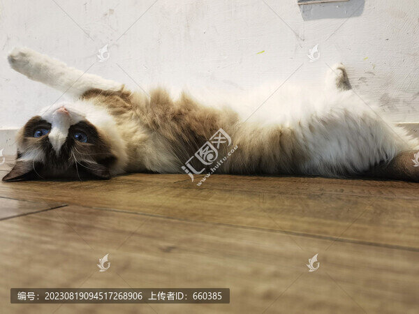 平躺的貓咪