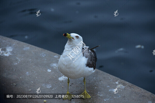 海鷗
