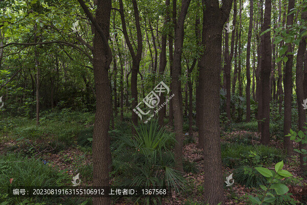 樹林植被