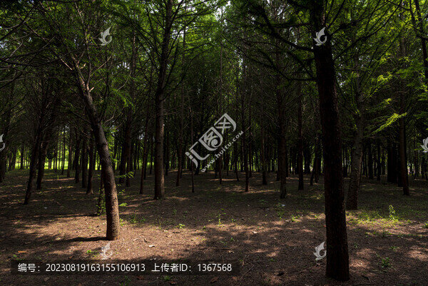 陽光樹林