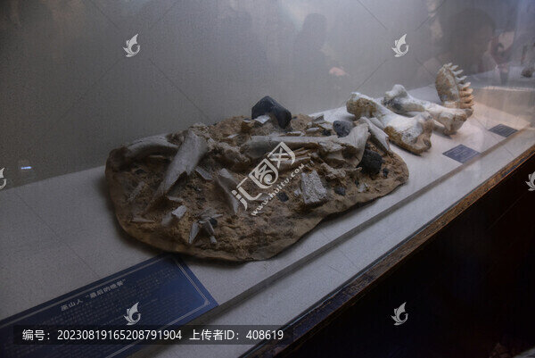 巫山人骨化石
