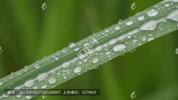 青草葉片上的水珠