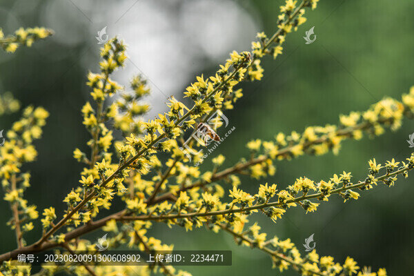 欒樹開花