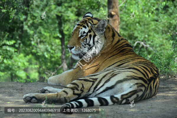 黑龍江哈爾濱東北虎