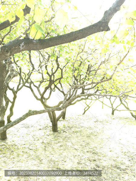 白晝樹(shù)木
