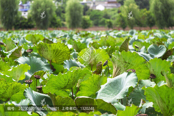 荷葉