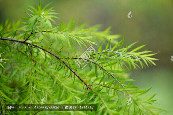 樹(shù)葉