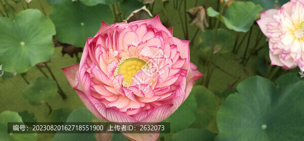 荷花