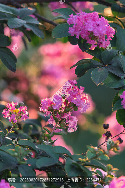 紫薇花開