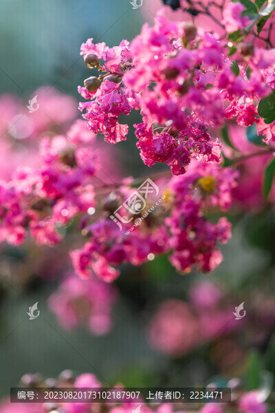 紫微花開