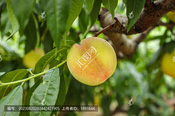 水蜜桃
