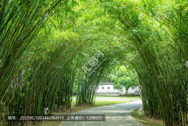 竹林綠蔭景觀