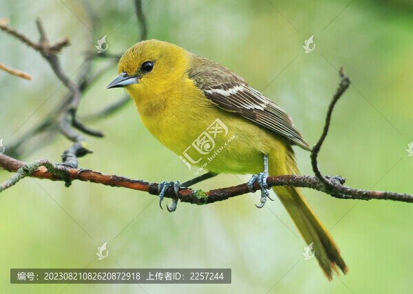 黃鶯
