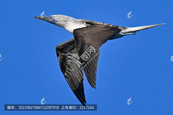 鰹鳥
