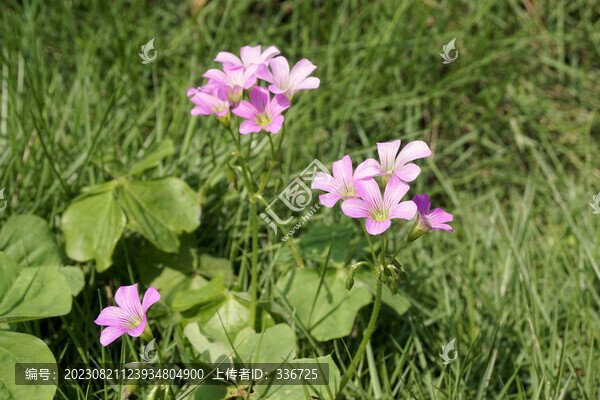 仁懷魯班紅軍烈士陵園野花