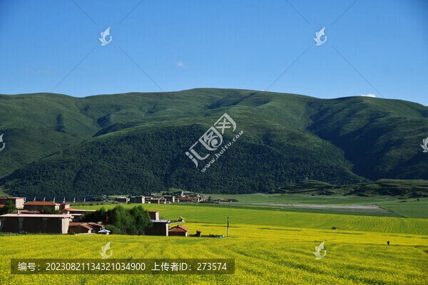 高原油菜花