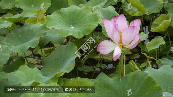 夏天的荷花