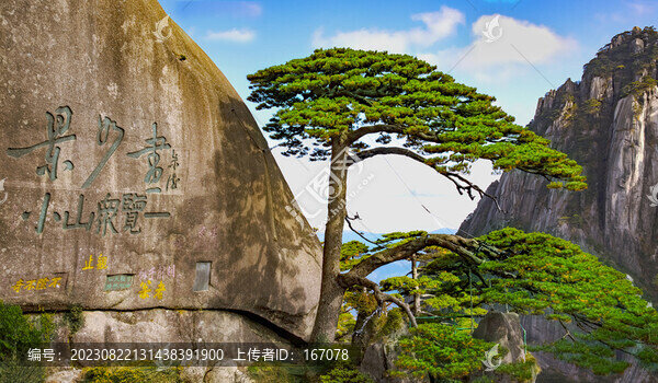 黃山迎客松