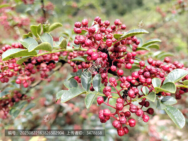 漢源紅花椒