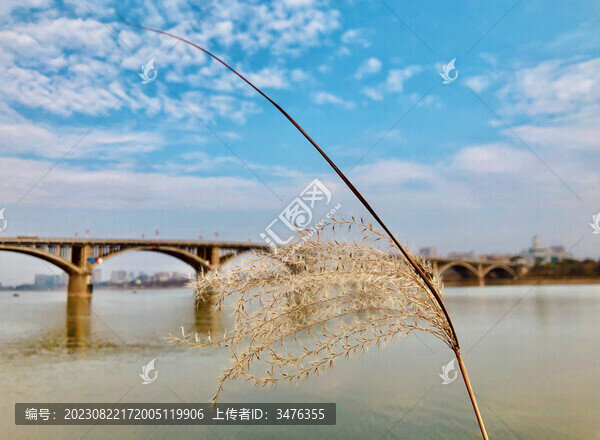 一根蘆葦枝