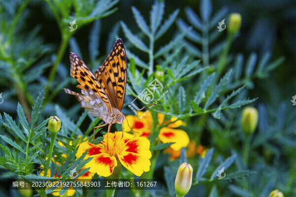 蝶戀花