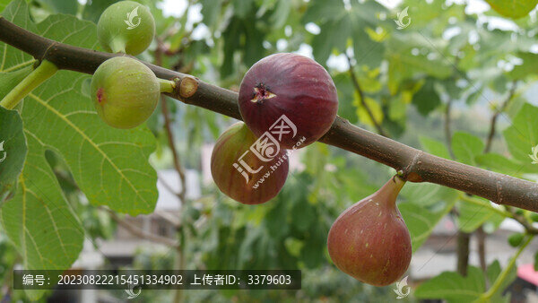 無花果