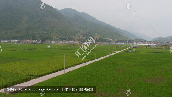 稻田風(fēng)光美如畫