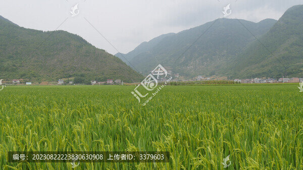 稻田風(fēng)光美如畫