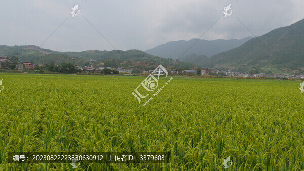 稻田風(fēng)光美如畫