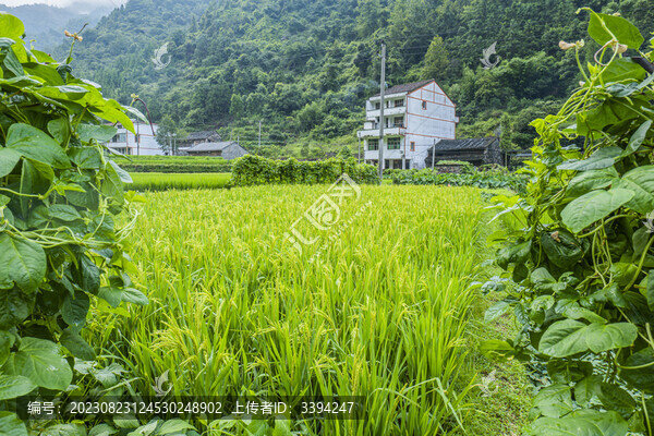 田野鄉(xiāng)村