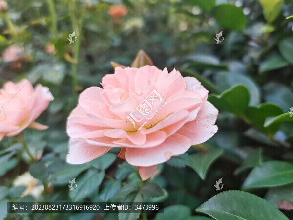 月季花