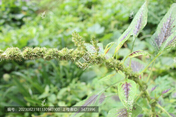 結(jié)籽的莧菜