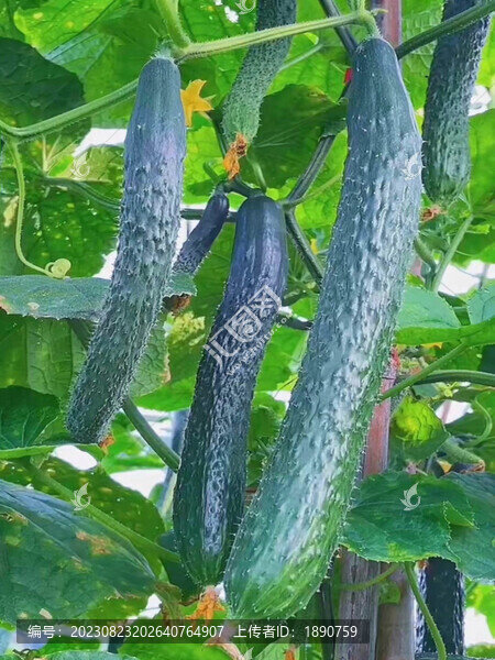 枝頭的黃瓜